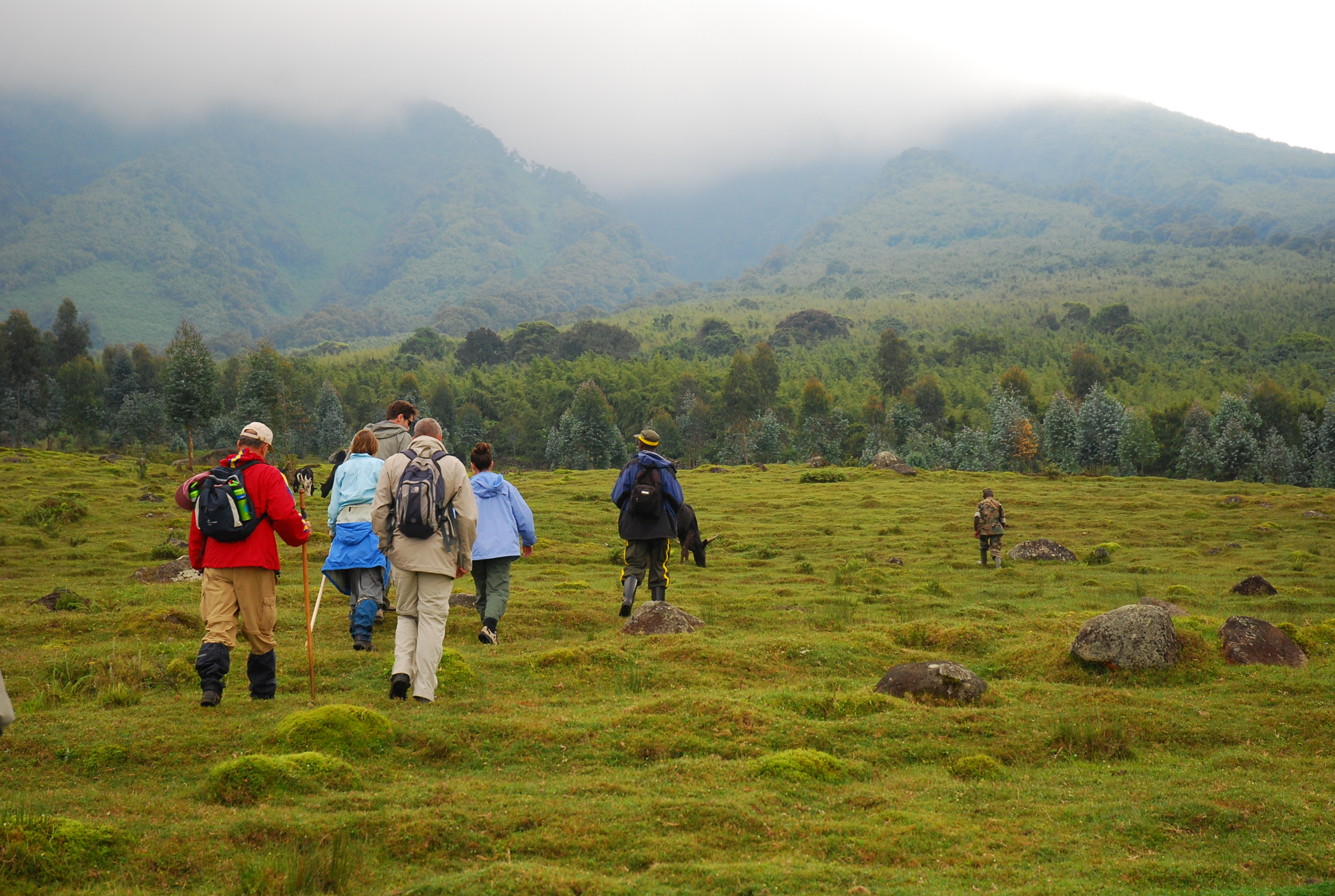 Golden Monkey Trekking in Rwanda