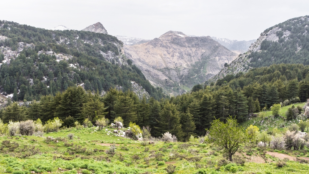 Tannourine Cedars Forest Reserve, Lebanon